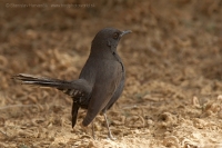 Žltorítka čierna - Cercotrichas podobe - Black Bush Robin