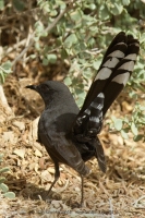 Žltorítka čierna - Cercotrichas podobe - Black Bush Robin