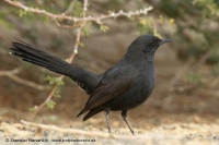 Žltorítka čierna - Cercotrichas podobe - Black Bush Robin