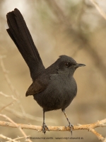 Žltorítka čierna - Cercotrichas podobe - Black Bush Robin