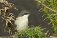 Penica popolavá - Sylvia curruca - Lesser Whitethroat