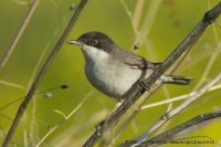 Penica majstrovská - Sylvia crassirostris - Eastern Orphean Warbler
