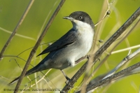 Penica majstrovská - Sylvia crassirostris - Eastern Orphean Warbler