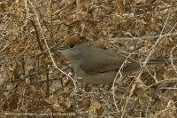 Penica čiernohlavá - Sylvia atricapilla - Blackcap