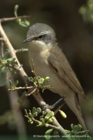Penica popolavá - Sylvia curruca - Lesser Whitethroat