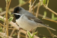 Penica čiernohrdlá - Sylvia rueppelli - Ruppells´ Warbler