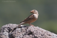 Strnádka sivokrká - Emberiza caesia - Cretzschmar´s Bunting 