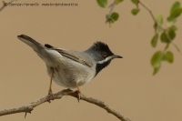 Penica čiernohrdlá - Sylvia rueppelli - Ruppells´ Warbler