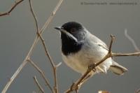 Penica čiernohrdlá - Sylvia rueppelli - Ruppells´ Warbler