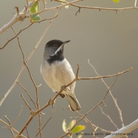 Penica čiernohrdlá - Sylvia rueppelli - Ruppells´ Warbler