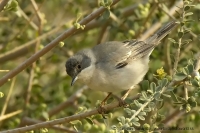 Penica čiernohrdlá - Sylvia rueppelli - Ruppells´ Warbler