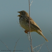 Strnádka lúčna - Emberiza (Miliaria) calandra - Corn Bunting
