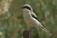 Strakoš veľký - Lanius excubitor - Great Grey Shrike