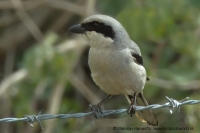 Strakoš veľký - Lanius excubitor - Great Grey Shrike