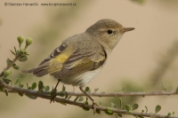 Kolibiarik balkánsky - Phylloscopus orientalis - Eastern Bonelli´s Warbler