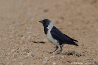 Kavka strakatá - Coloeus daauricus - Daurian Jackdaw