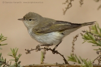 Kolibiarik balkánsky - Phylloscopus orientalis - Eastern Bonelli´s Warbler