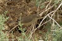 Sedmohlások veľkozobý - Hippolais languida - Upcher´s Warbler