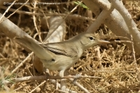 Sedmohlások veľkozobý - Hippolais languida - Upcher´s Warbler