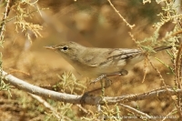 Sedmohlások veľkozobý - Hippolais languida - Upcher´s Warbler