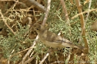 Sedmohlások veľkozobý - Hippolais languida - Upcher´s Warbler