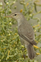 Sedmohlások bledý - Iduna pallida - Olivaceous Warbler
