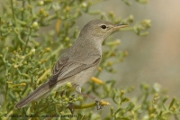 Sedmohlások bledý - Iduna pallida - Olivaceous Warbler