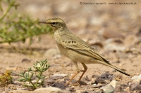 Ľabtuška poľná - Anthus campestris - Tawny Pipit