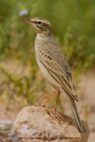 Ľabtuška poľná - Anthus campestris - Tawny Pipit
