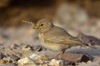 Škovránok bledý - Ammomanes deserti - Desert Lark