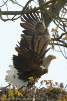 Orliak morský - Haliaeetus albicilla - White-tailed Eagle