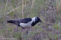 Kavka strakatá - Coloeus daauricus - Daurian Jackdaw