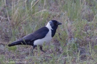 Kavka strakatá - Coloeus daauricus - Daurian Jackdaw