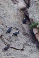 Kavka strakatá - Coloeus daauricus - Daurian Jackdaw