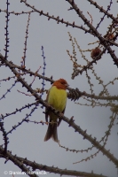 Strnádka hrdzavá - Emberiza rutila - Chestnut Bunting