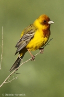 Strnádka ryšavohlavá - Emberiza bruniceps - Red-headed Bunting