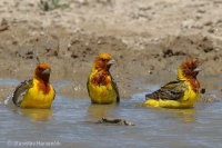 Strnádka ryšavohlavá - Emberiza bruniceps - Red-headed Bunting
