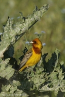 Strnádka ryšavohlavá - Emberiza bruniceps - Red-headed Bunting