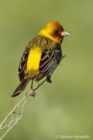 Strnádka ryšavohlavá - Emberiza bruniceps - Red-headed Bunting
