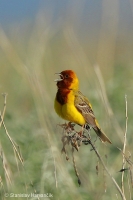 Strnádka ryšavohlavá - Emberiza bruniceps - Red-headed Bunting
