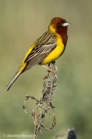 Strnádka ryšavohlavá - Emberiza bruniceps - Red-headed Bunting