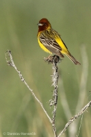 Strnádka ryšavohlavá - Emberiza bruniceps - Red-headed Bunting