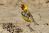 Strnádka ryšavohlavá - Emberiza bruniceps - Red-headed Bunting