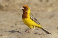 Strnádka ryšavohlavá - Emberiza bruniceps - Red-headed Bunting