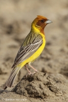 Strnádka ryšavohlavá - Emberiza bruniceps - Red-headed Bunting