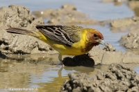 Strnádka ryšavohlavá - Emberiza bruniceps - Red-headed Bunting