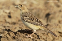 Strnádka ryšavohlavá - Emberiza bruniceps - Red-headed Bunting