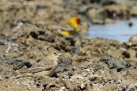Strnádka ryšavohlavá - Emberiza bruniceps - Red-headed Bunting