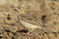 Strnádka ryšavohlavá - Emberiza bruniceps - Red-headed Bunting