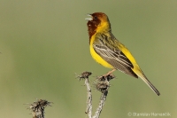 Strnádka ryšavohlavá - Emberiza bruniceps - Red-headed Bunting